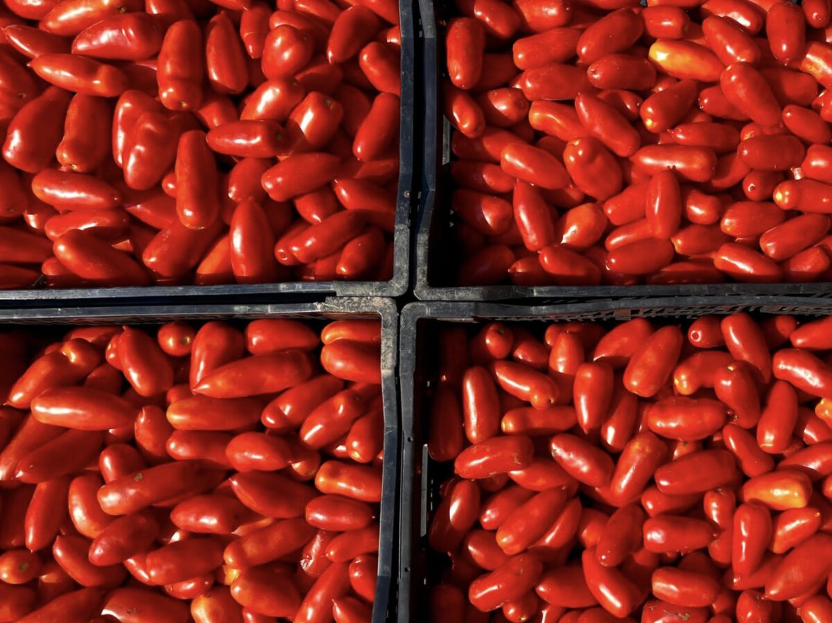 investigation what makes real san marzano tomatoes vs fake san marzano tomatoes