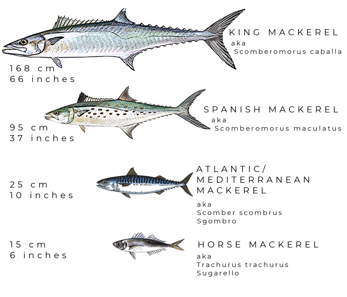 Mercury in Mediterranean Mackerel? No way!