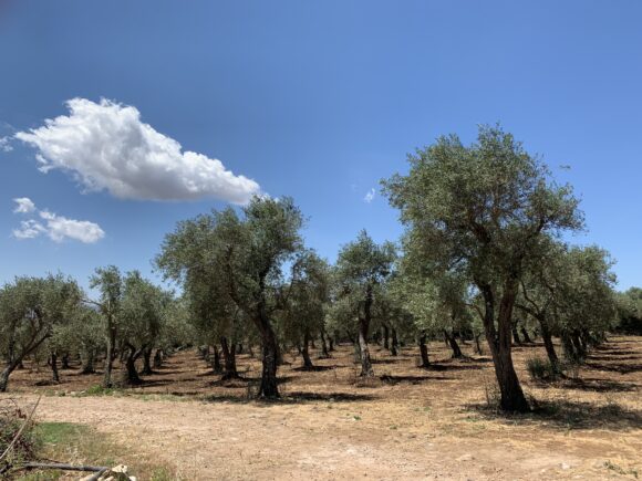 antichi uliveti olio pinna bosana olive grove Sardinia