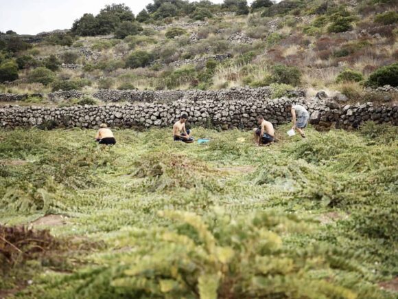 caper harvest la nicchia pantelleria