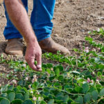 la nicchia pantelleria caper harvest