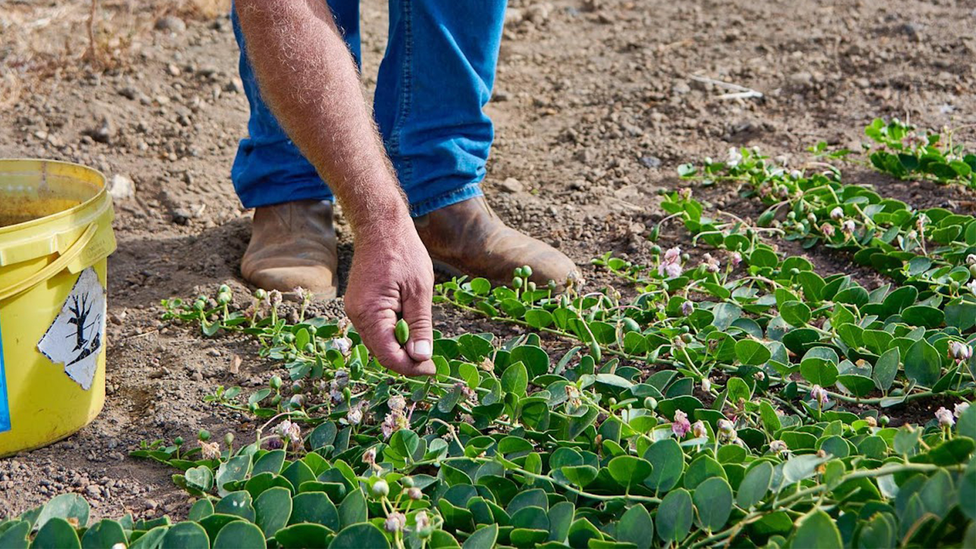 la nicchia pantelleria caper harvest