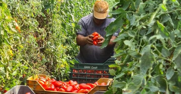 Gustarosso san marzano tomato