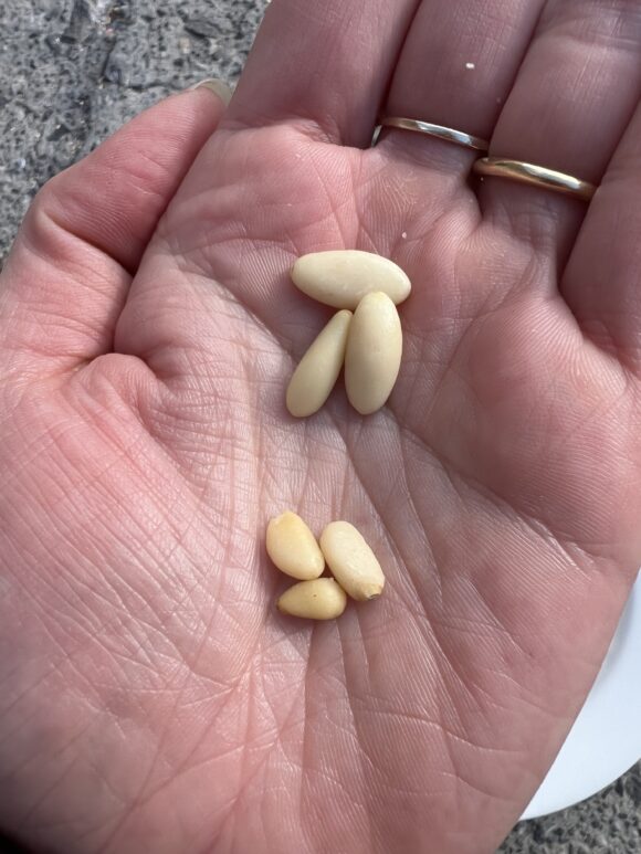 real italian pine nuts versus chinese pine nuts